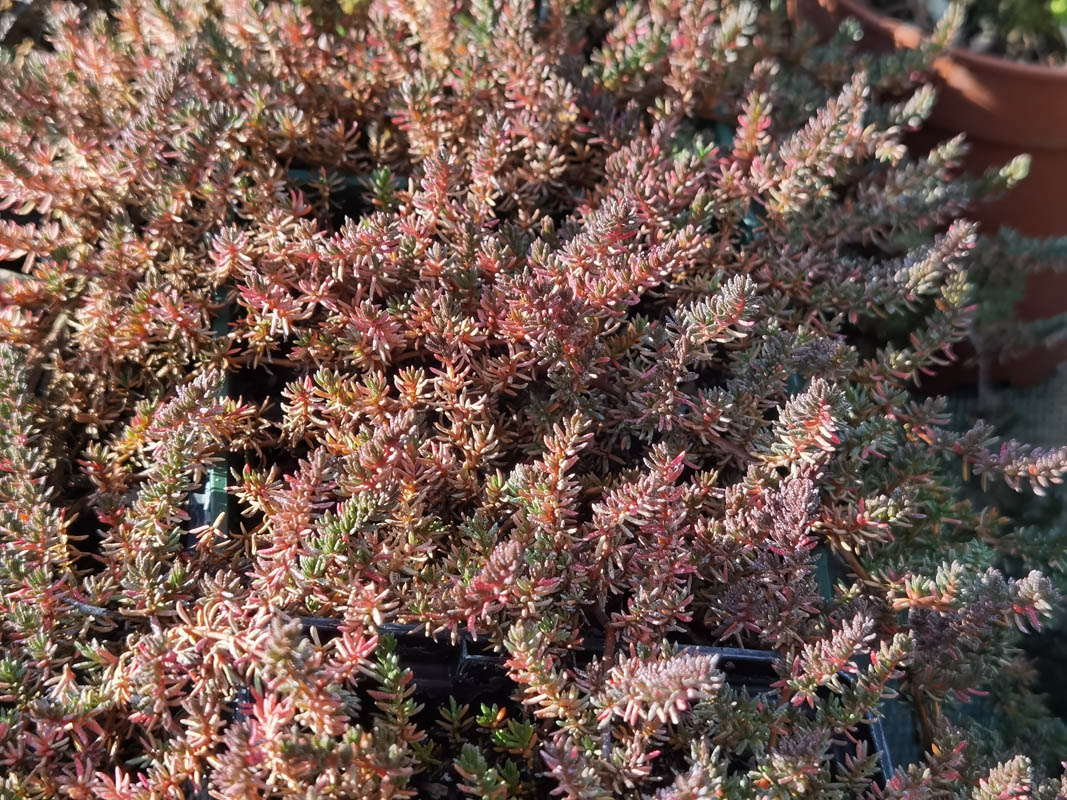 Frankenia laevis